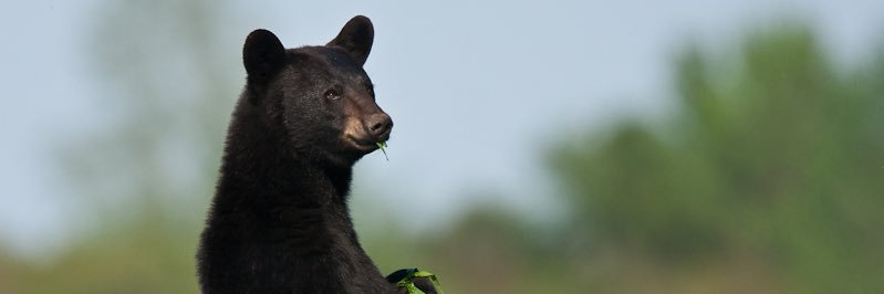 StakesBear's profile banner image