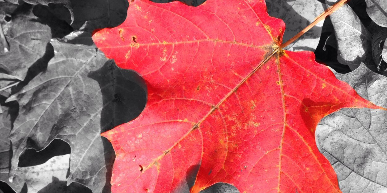 Heather McMaster banner