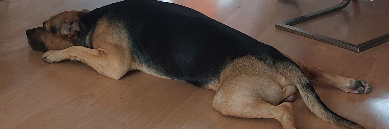 ewout en box🦁🐶 (en kermit)🐸 banner