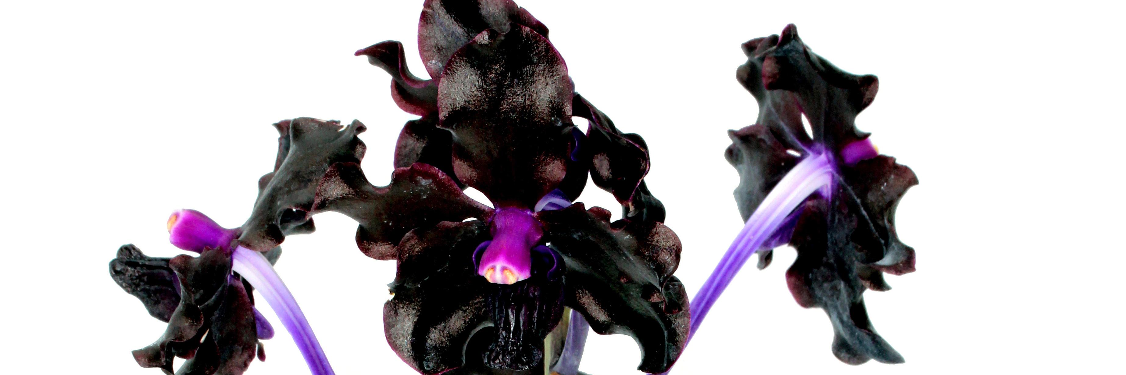 motesorchids's profile banner image