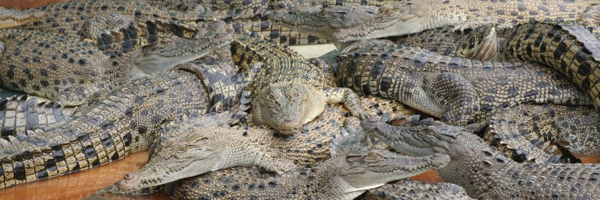 Jean-Denis Renard banner