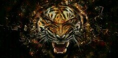 TigeR_1809's profile banner image