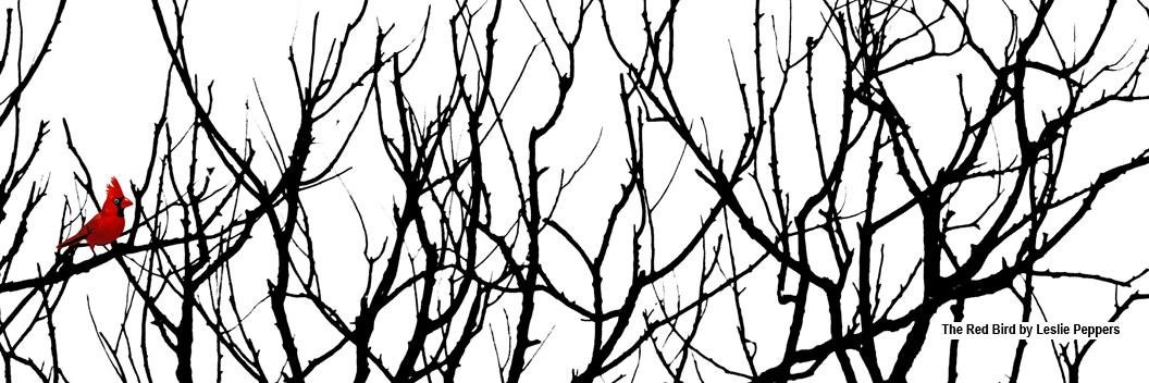 TexasEarlyBird's profile banner image