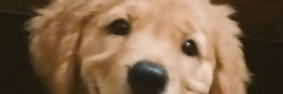 shady_gayed's profile banner image
