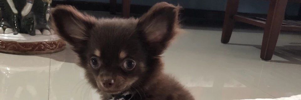 dogycoco's profile banner image