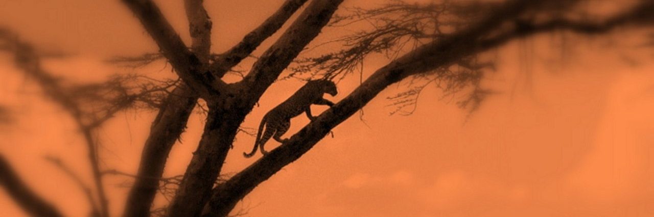 ShroudLeopard's profile banner image
