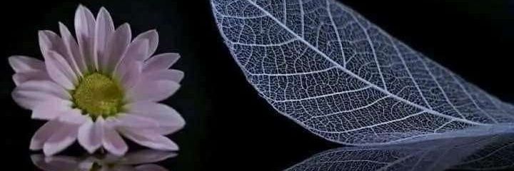 gyl_an's profile banner image