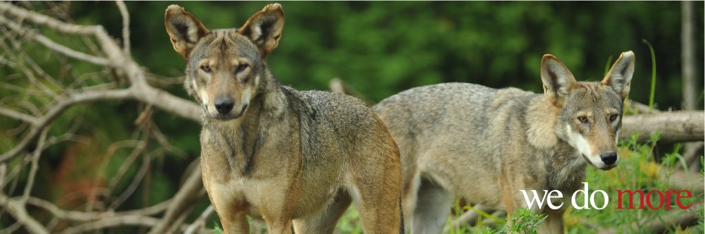 WDM Architects banner