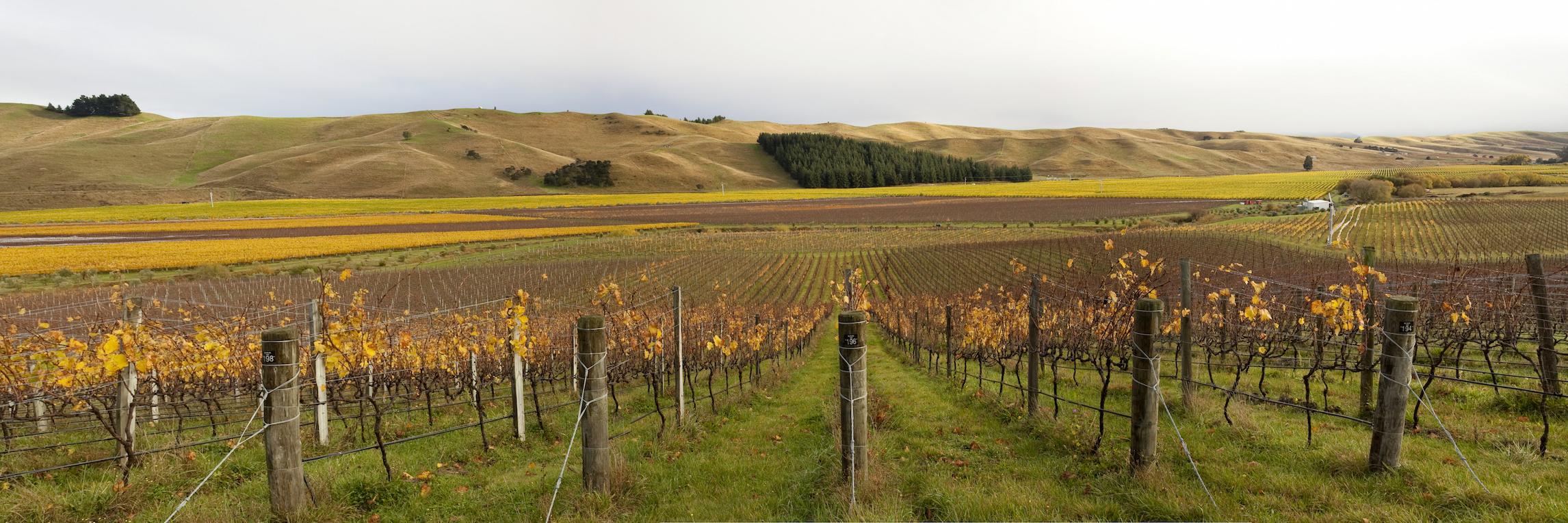 Bob Campbell MW banner