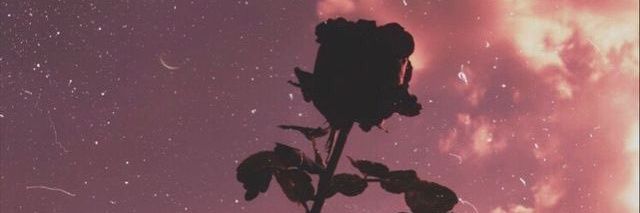 Alejandra Pereira banner