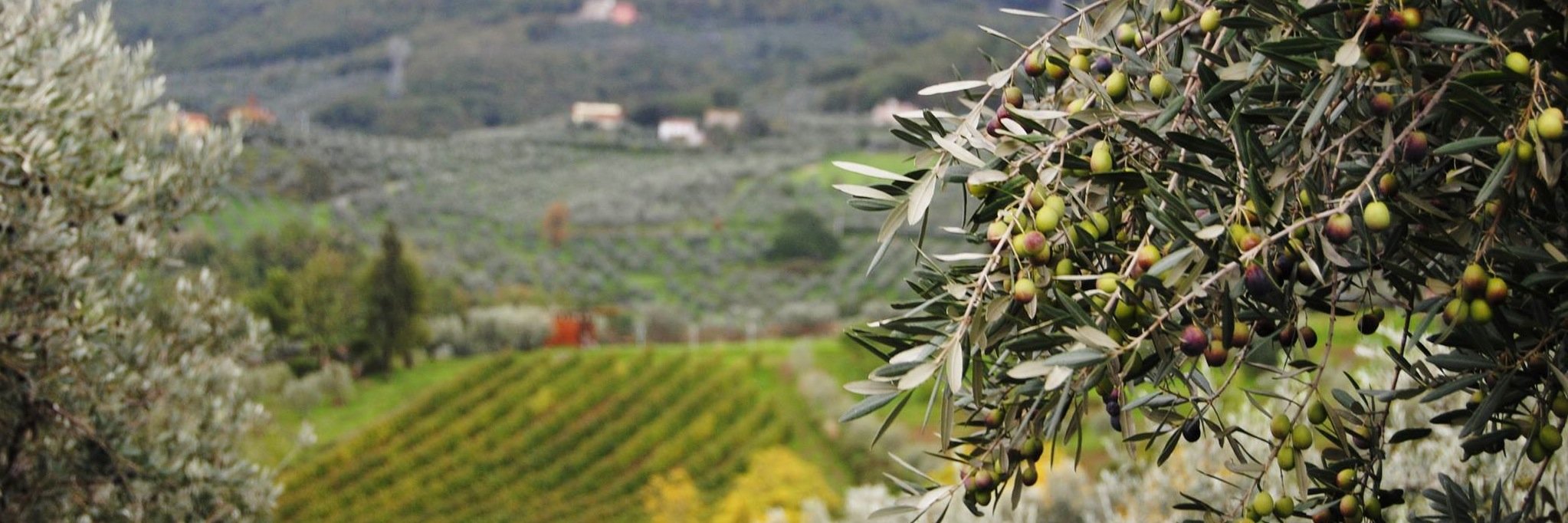 VisitCarmignano's profile banner image