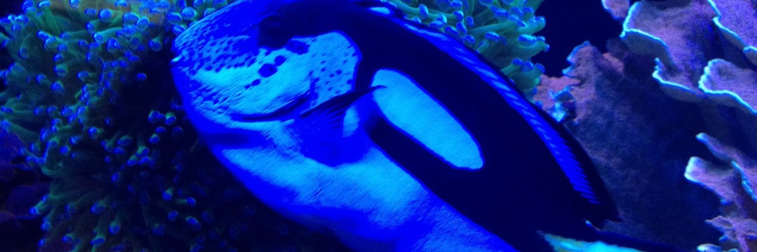 niehemiah's profile banner image