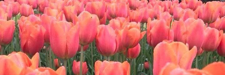 Maclynn_K's profile banner image