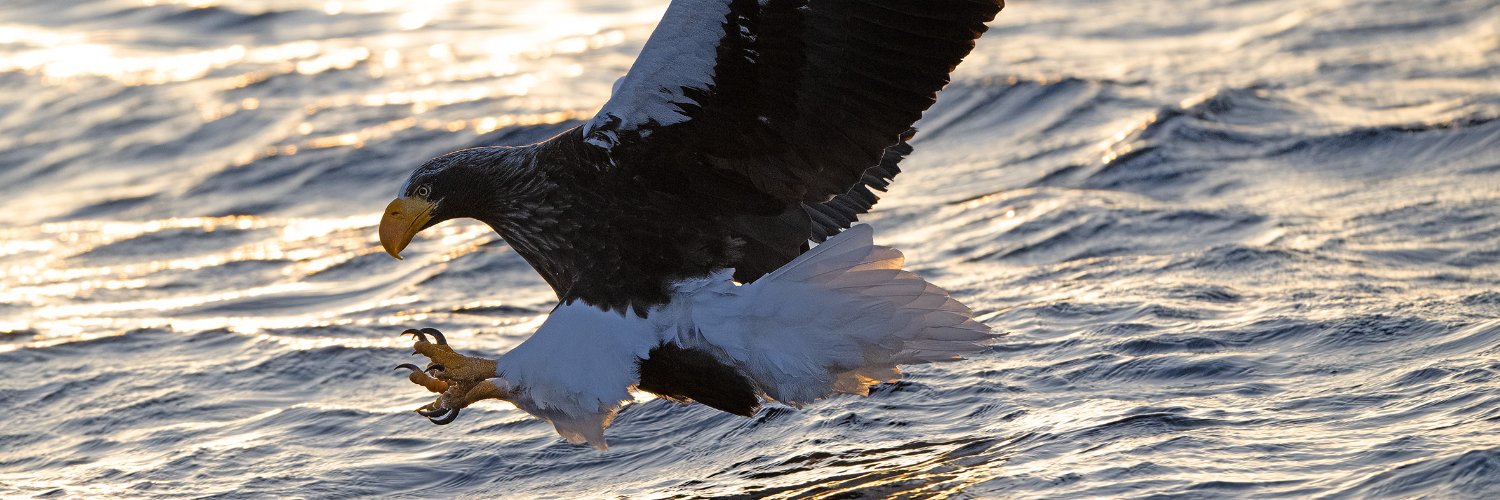 Clive Finlayson banner