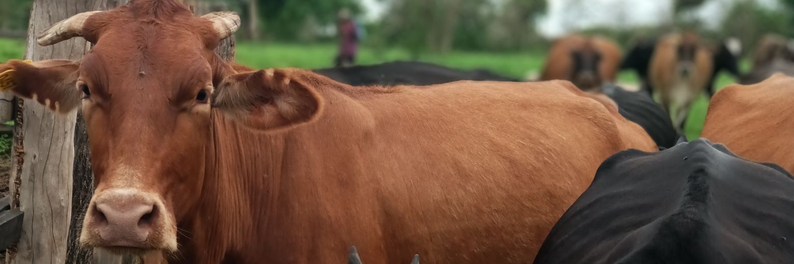 Wilbarddeo's profile banner image