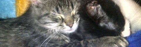 CaseyHighley's profile banner image