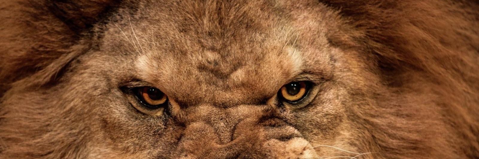 Kjg99k's profile banner image