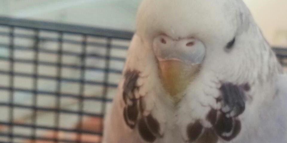 SweetPeaHen's profile banner image