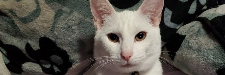 BeingofSunshine's profile banner image