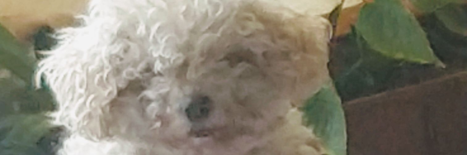 ivette_her's profile banner image