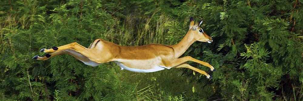 Apache Impala banner