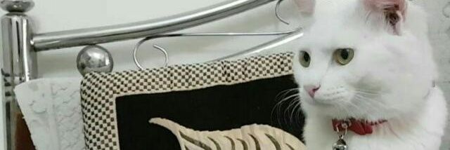 isnahmed's profile banner image