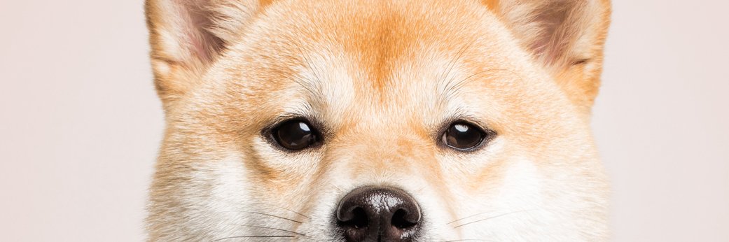 PetsanaVet's profile banner image