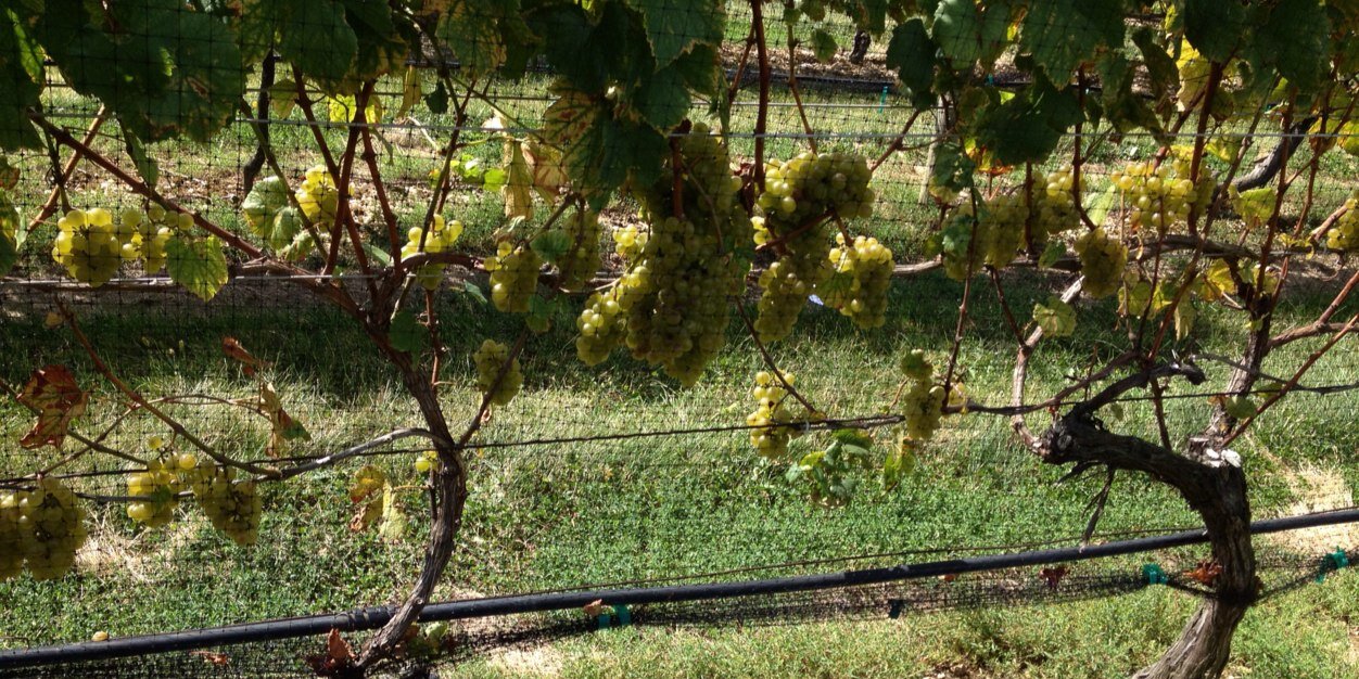 weisswine's profile banner image