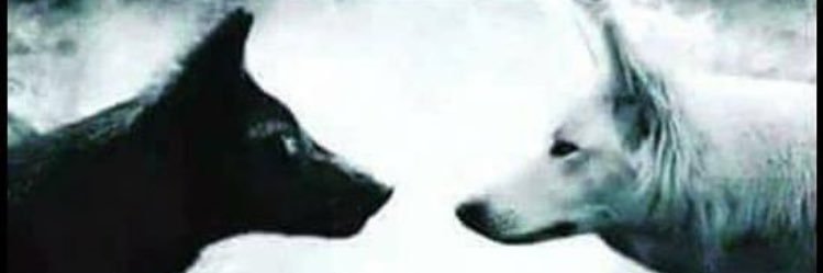 BMastillone's profile banner image