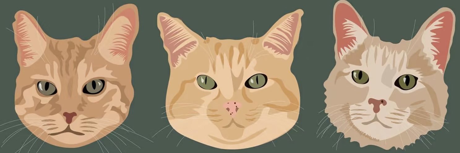 mlcolpean's profile banner image
