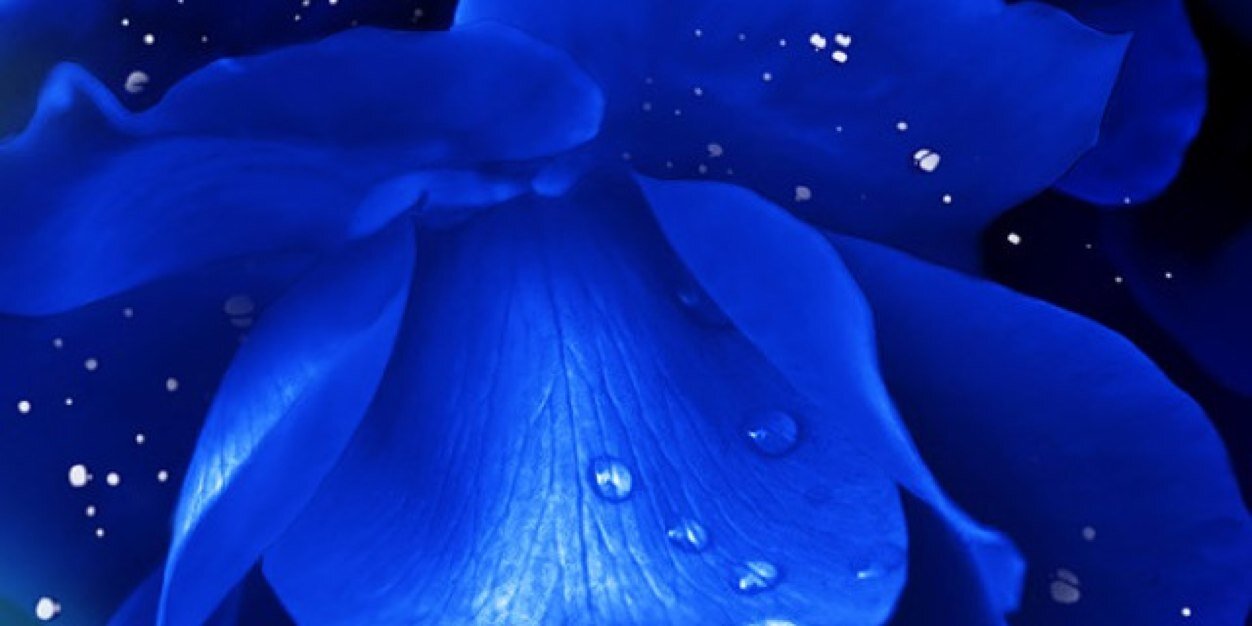 shastalauren's profile banner image