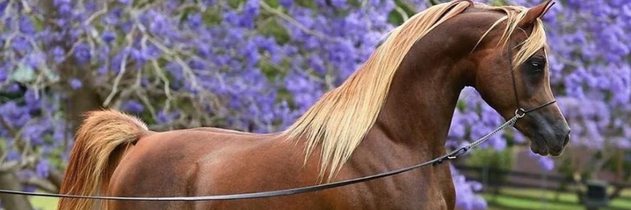 samorh2849's profile banner image