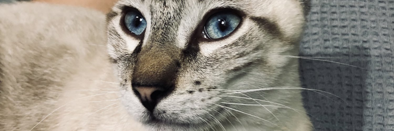 LizetAlberti's profile banner image