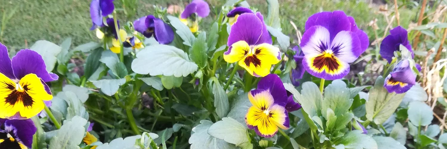 StphLozano's profile banner image