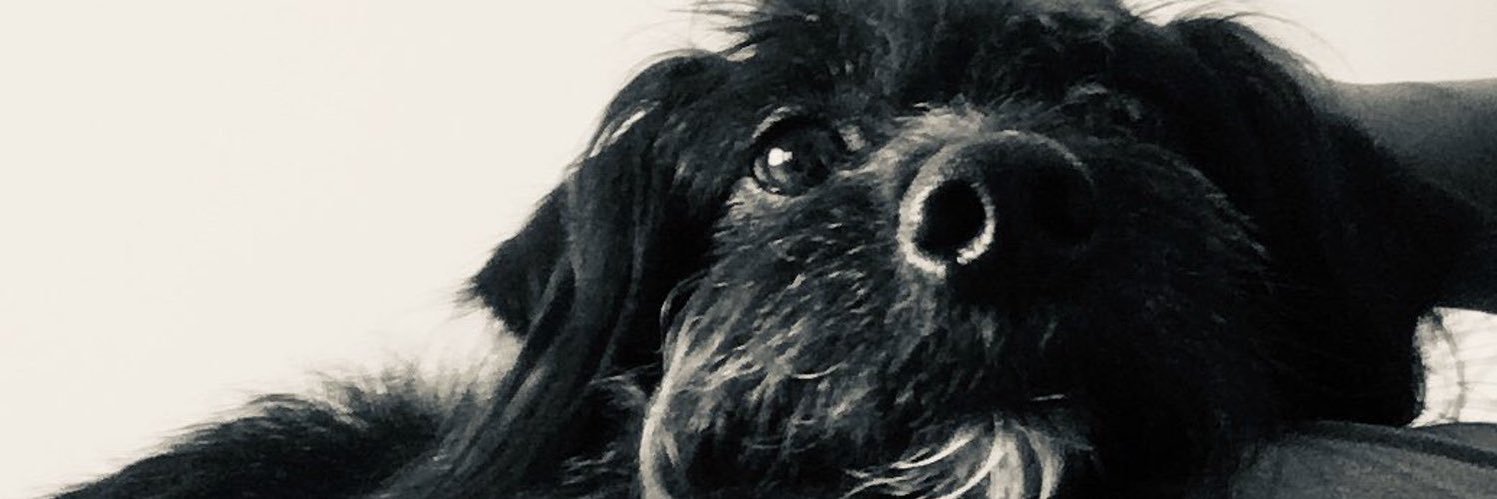 eleamorim's profile banner image