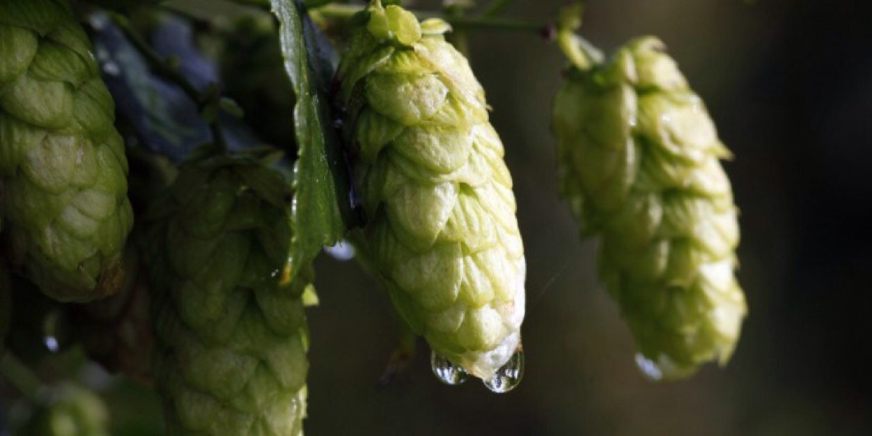 BrewYorkshire's profile banner image