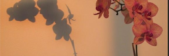 STARRYBABIE29's profile banner image