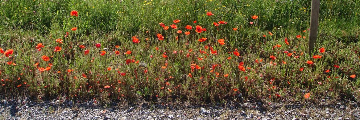 A. M. Dore-Prat banner