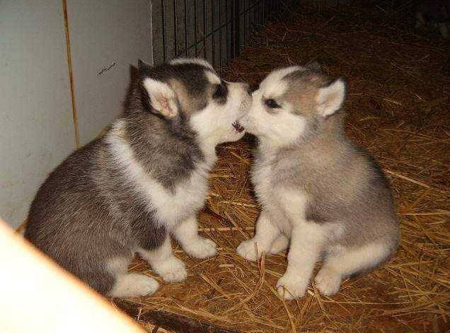 Mundo_Perritos's profile banner image