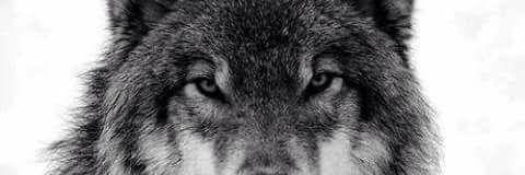 SENOL1405's profile banner image