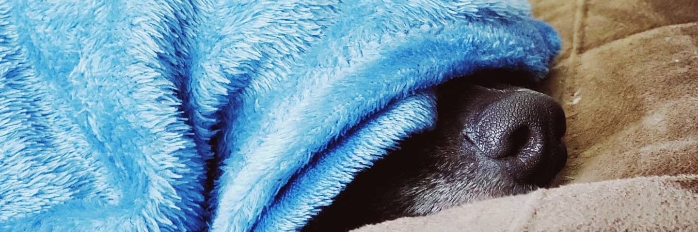 chikorito 🌱 banner