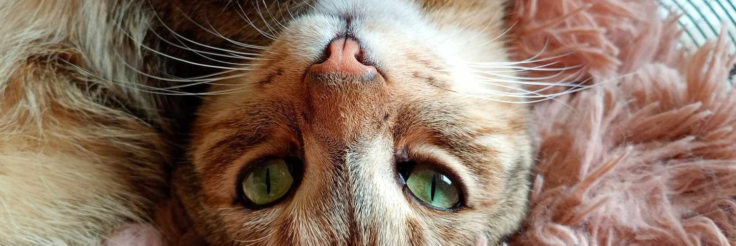 helene_bst's profile banner image