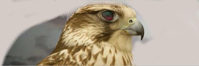 MORAYA_DF's profile banner image