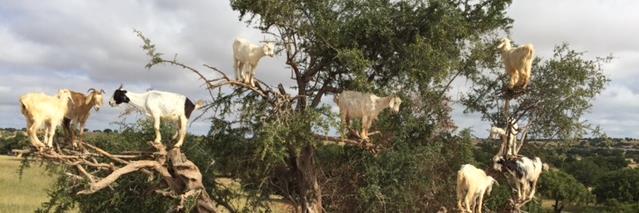 Alexia Elejalde-Ruiz banner