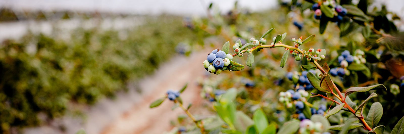 Surexport Berries banner