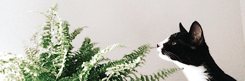 phoenixxtarot's profile banner image