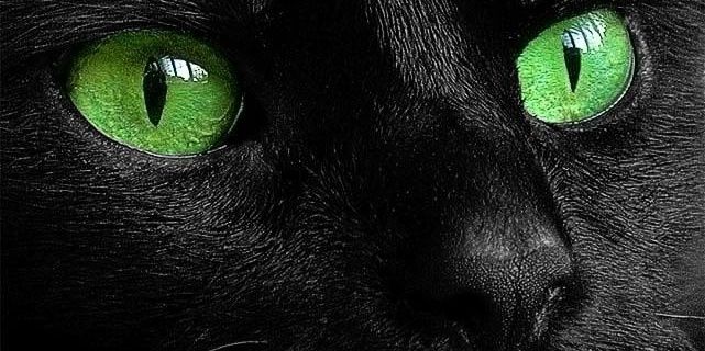 TheClawedFeline's profile banner image