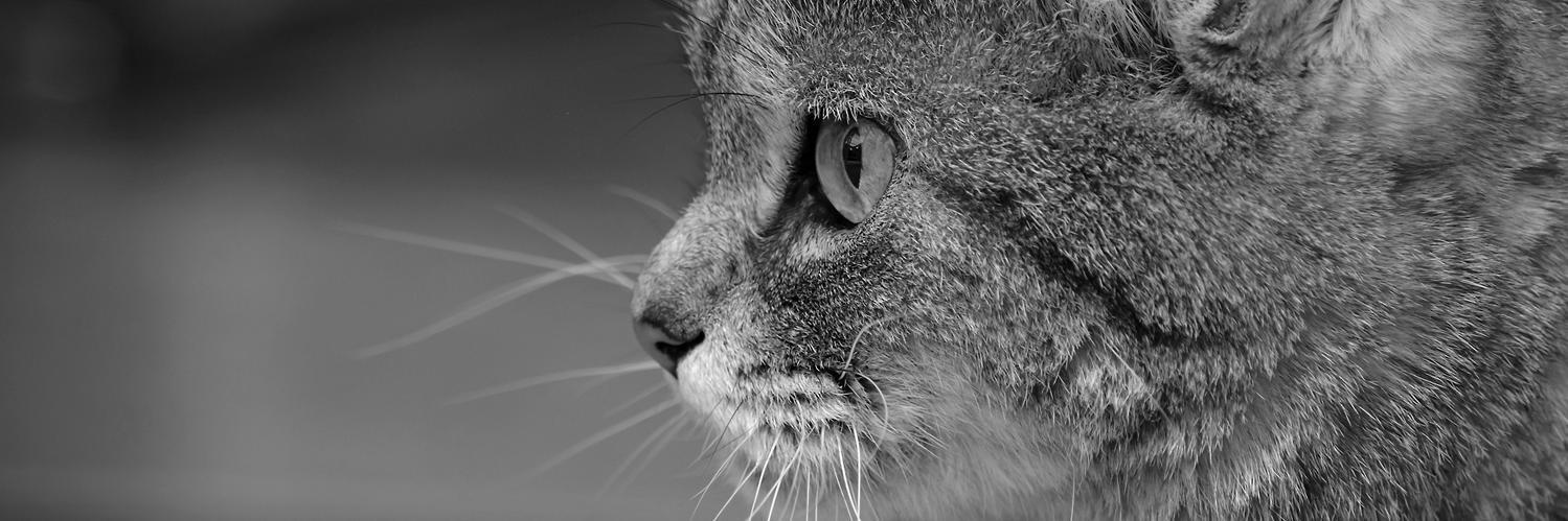 duba912's profile banner image