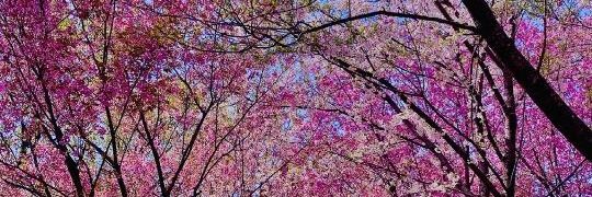 Geo'Dignity... banner