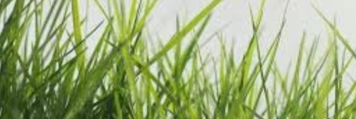 T Ra7^an banner